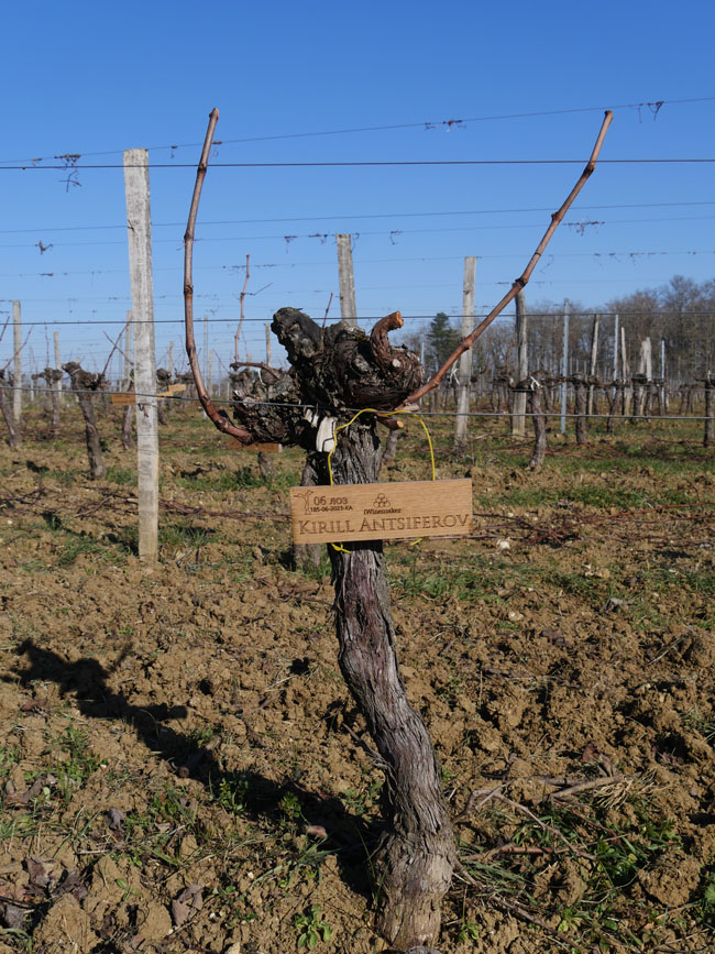 Виноградник на урожай